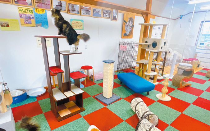 「デリスタ」で紹介！ペットのお風呂やさん 猫カフェWONWON　猫カフェ30分無料券